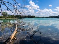 Umgestürzter Baum im Wasser des Großen Ostersees